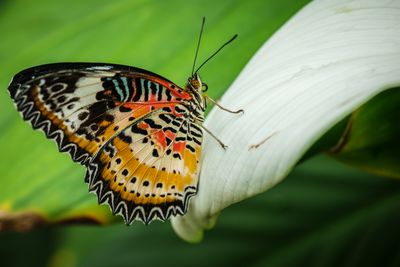 Close-up of butterfly perching on leaf