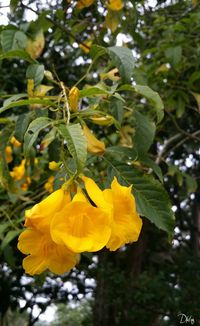 Close-up of yellow flowers blooming outdoors