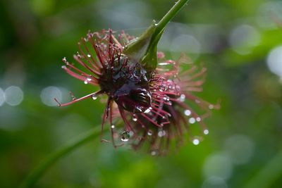 Close-up of flowers against blurred background