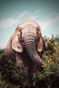 elephant