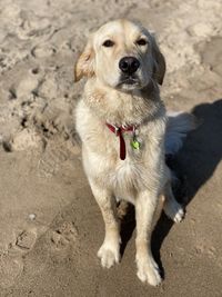 Portrait of dog on sand