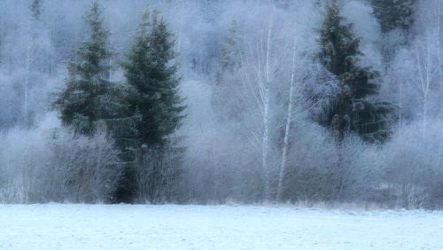 View of trees on snow covered land