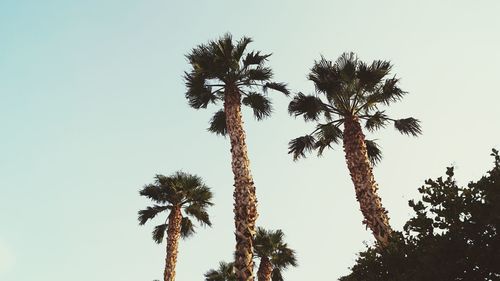 Low angle view of palm trees against clear sky