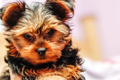 Close-up of dog at home