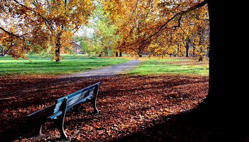 Empty bench in park