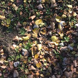 High angle view of plant in autumn leaves