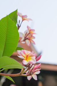 Close-up of pink flowering plant