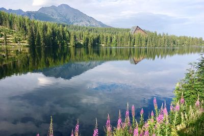 Scenic view of lake by trees against sky