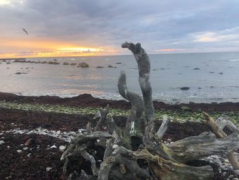 Driftwood on beach against sky during sunset