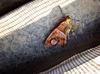 High angle view of crab