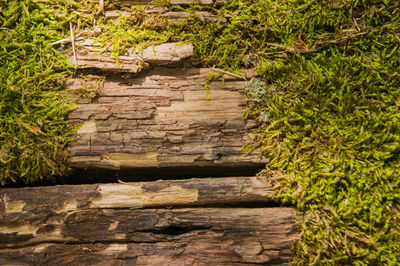 Stone wall in a forest