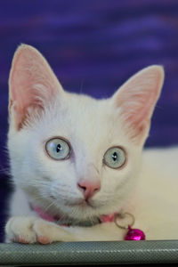 Close-up portrait of a cat