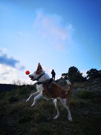 Dog playing with ball on field against sky