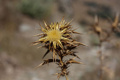 Close-up of wilted plant