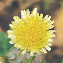 Close-up of yellow flower