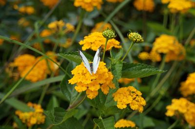 Close-up of yellow flower