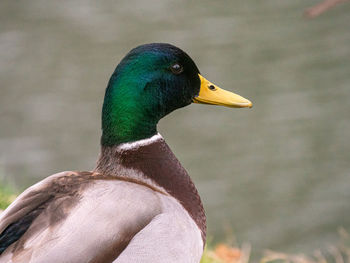 Close-up of a bird