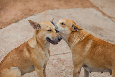 High angle view of dogs looking away