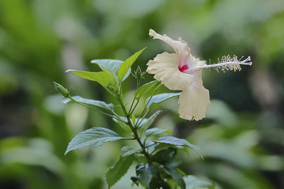 Close-up of white flowering plant