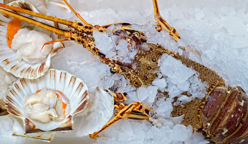 Fresh lobster and oysters on ice at the market of ataranzanas central market, malaga, spain