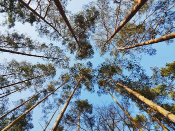 Low angle view of trees against sky