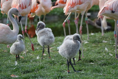 Flock of birds on field