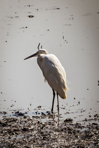 White heron in the lake