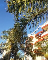 Low angle view of palm trees against clear sky