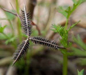 Close-up of caterpillar on plant
