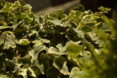 Close-up of leaves