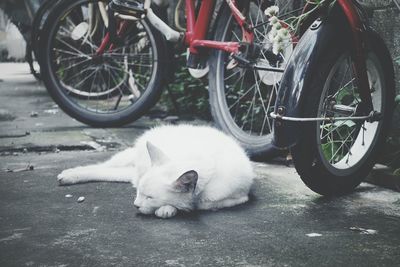 Cat sleeping while lying on street