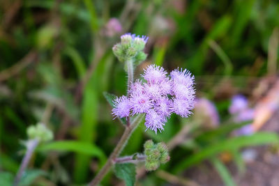 Close-up of purple flower blooming outdoors