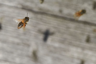 Close-up of butterfly