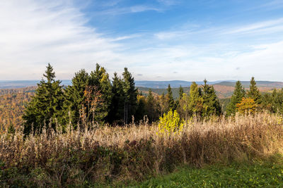 Plants growing on land against sky