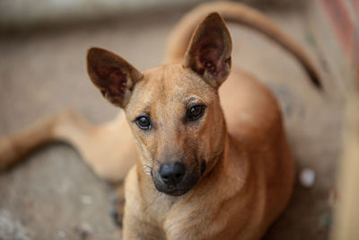 Close-up portrait of dog