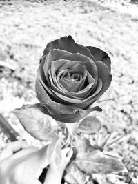 Close-up of rose blooming outdoors