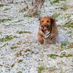 Portrait of dog in snow