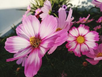 Close-up of pink flowering plants