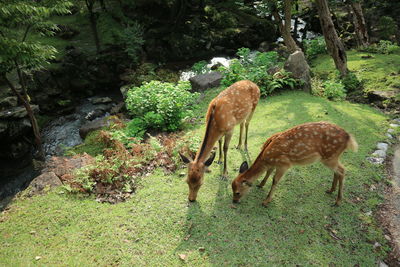 Deer grazing on field