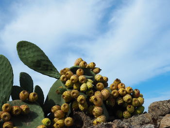 Low angle view of succulent plant against sky