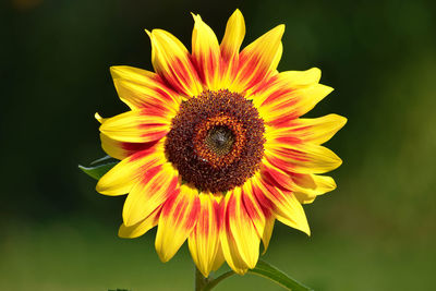 Close-up of sunflower