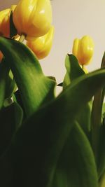 Close-up of green leaf