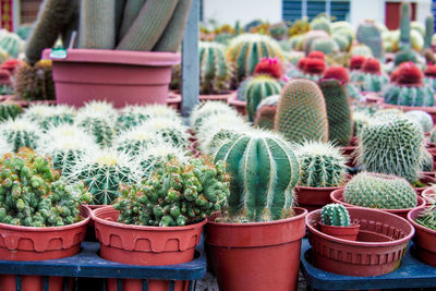 Close-up of succulent plants in pot