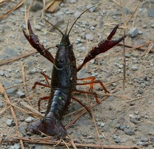 High angle view of insect on land