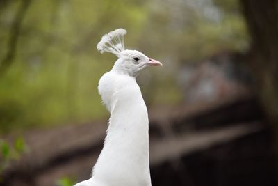 Close-up of a bird looking away