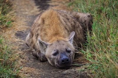 High angle view of lion resting on field