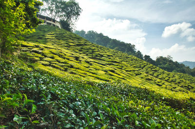 Nature composition, beautiful scenery of tea plantation located in cameron highland, malaysia