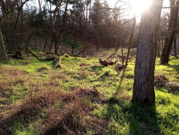 Scenic view of trees growing on field