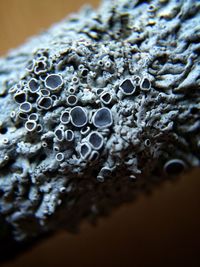 close-up