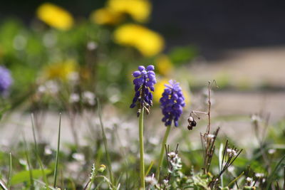 Close-up of purple flowering plant on field